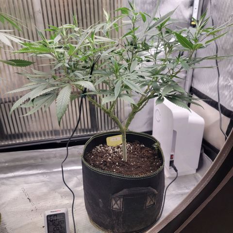 GG4 Sherbet 1 - B growlog timeline photo