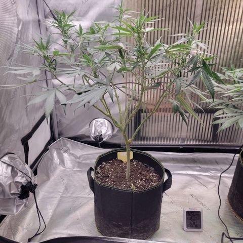 GG4 Sherbet 1 - A growlog timeline photo