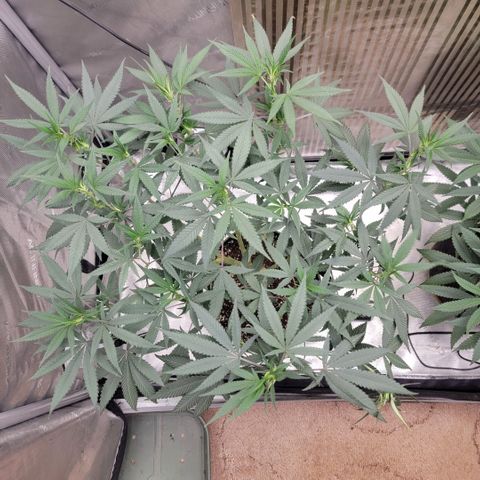 GG4 Sherbet 1 - A growlog timeline photo