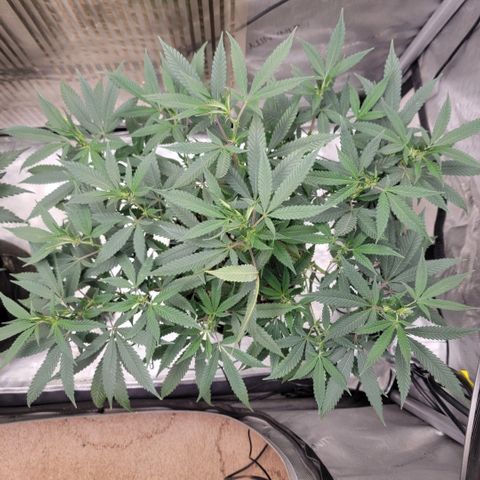 GG4 Sherbet 1 - B growlog timeline photo