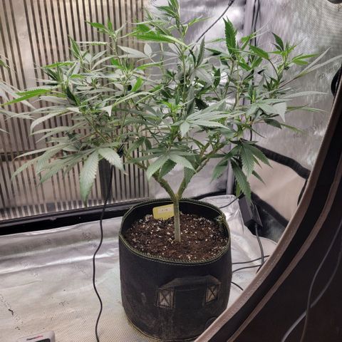 GG4 Sherbet 1 - B growlog timeline photo