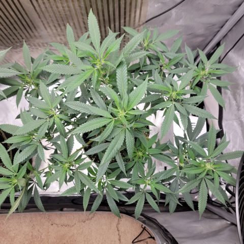GG4 Sherbet 1 - B growlog timeline photo