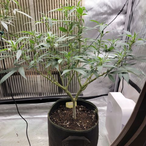 GG4 Sherbet 1 - B growlog timeline photo