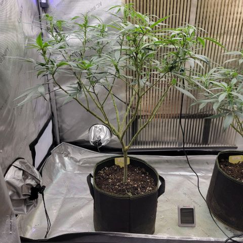 GG4 Sherbet 1 - A growlog timeline photo