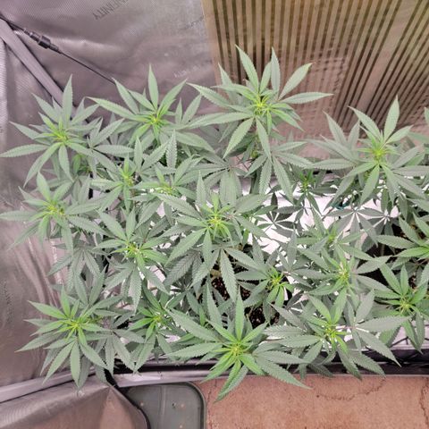 GG4 Sherbet 1 - A growlog timeline photo