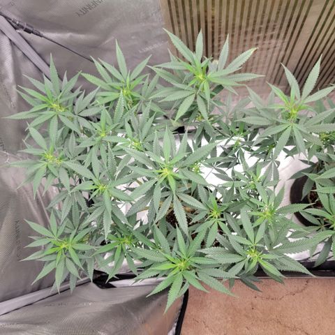 GG4 Sherbet 1 - A growlog timeline photo