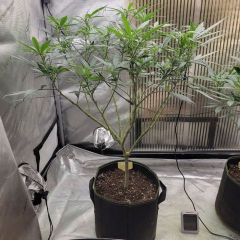 GG4 Sherbet 1 - A growlog timeline photo