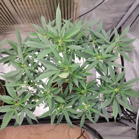 GG4 Sherbet 1 - B growlog timeline photo