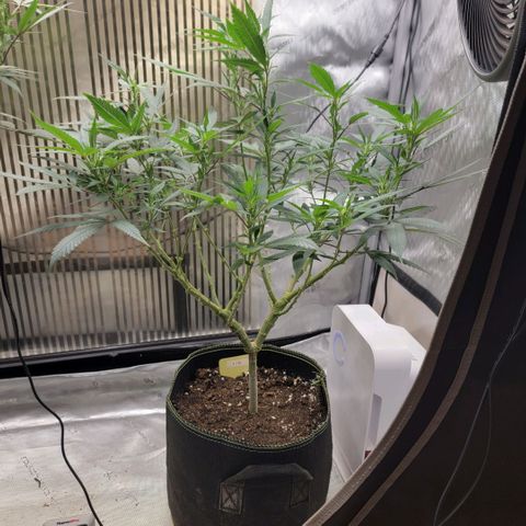 GG4 Sherbet 1 - B growlog timeline photo