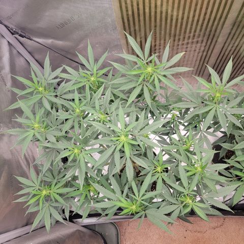 GG4 Sherbet 1 - A growlog timeline photo