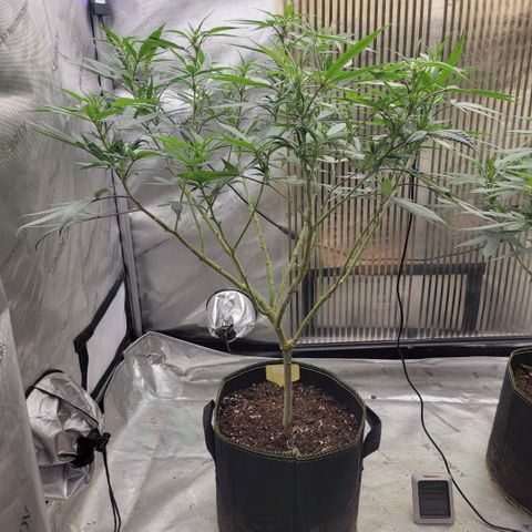 GG4 Sherbet 1 - A growlog timeline photo