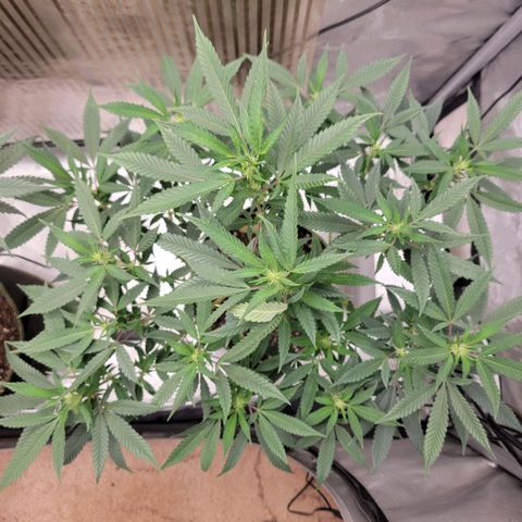 GG4 Sherbet 1 - B growlog timeline photo