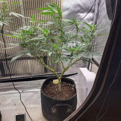 GG4 Sherbet 1 - B growlog timeline photo