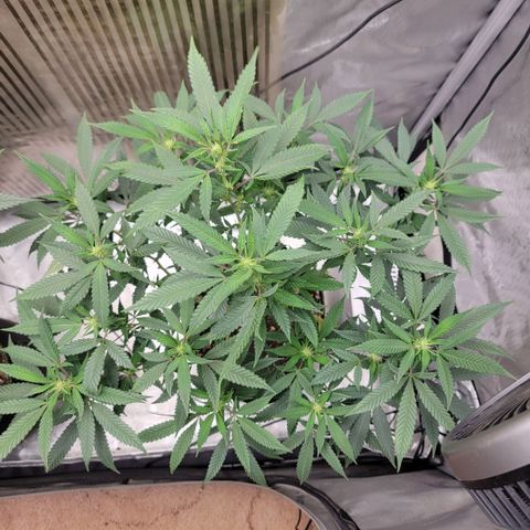 GG4 Sherbet 1 - B growlog timeline photo