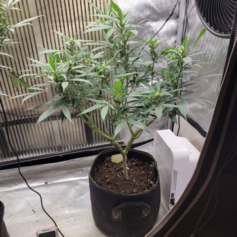 GG4 Sherbet 1 - B growlog timeline photo