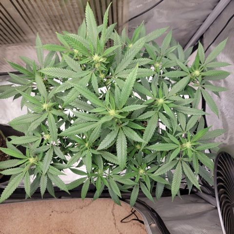 GG4 Sherbet 1 - B growlog timeline photo
