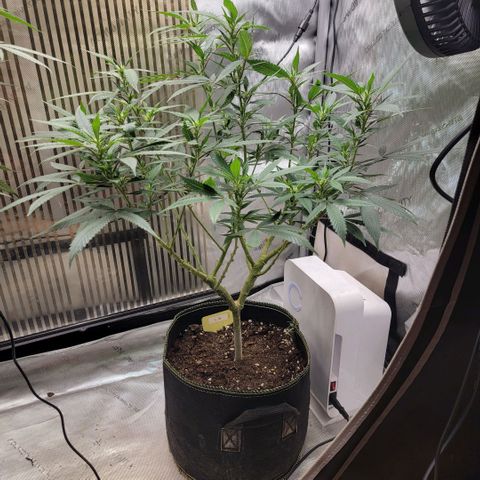 GG4 Sherbet 1 - B growlog timeline photo