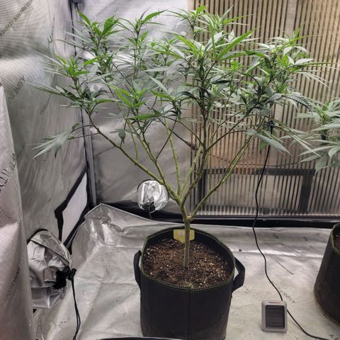 GG4 Sherbet 1 - A growlog timeline photo