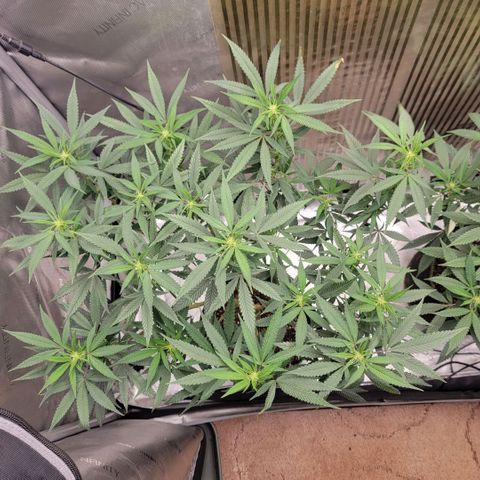 GG4 Sherbet 1 - A growlog timeline photo