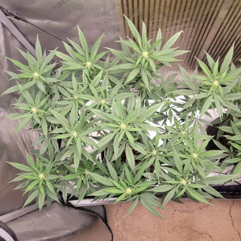 GG4 Sherbet 1 - A growlog timeline photo