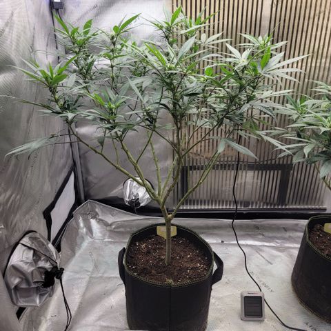 GG4 Sherbet 1 - A growlog timeline photo