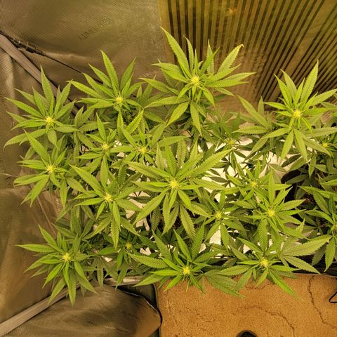 GG4 Sherbet 1 - A growlog timeline photo