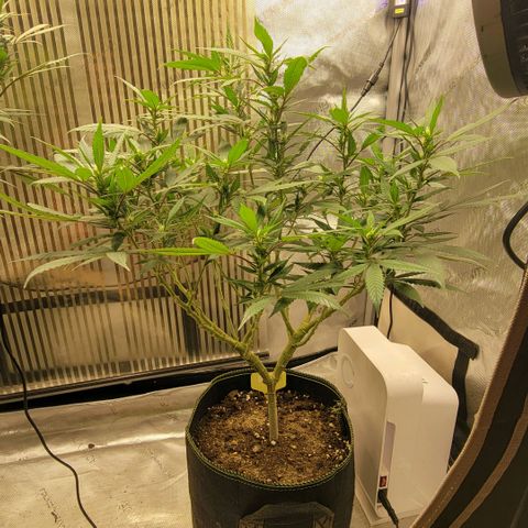 GG4 Sherbet 1 - B growlog timeline photo
