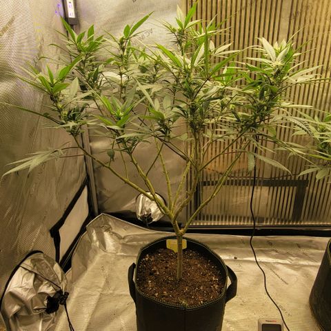 GG4 Sherbet 1 - A growlog timeline photo