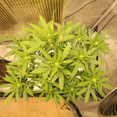 GG4 Sherbet 1 - B growlog timeline photo