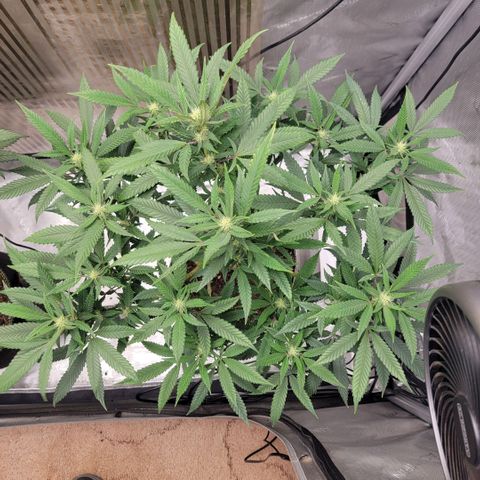 GG4 Sherbet 1 - B growlog timeline photo