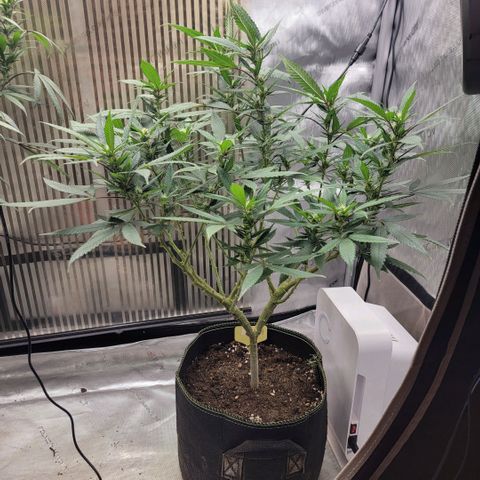 GG4 Sherbet 1 - B growlog timeline photo