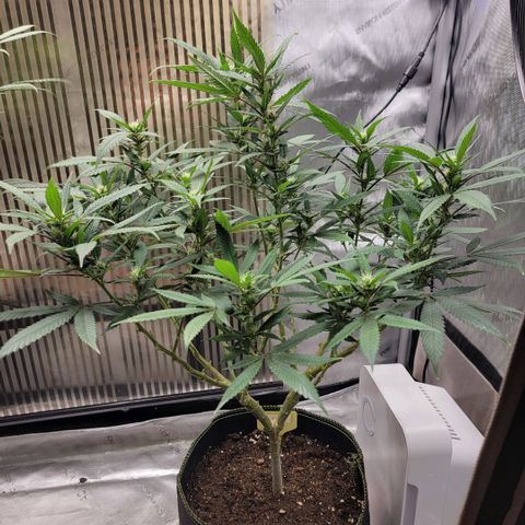 GG4 Sherbet 1 - B growlog timeline photo