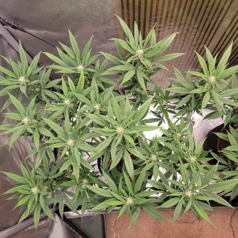 GG4 Sherbet 1 - A growlog timeline photo