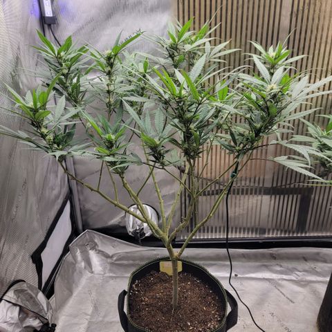 GG4 Sherbet 1 - A growlog timeline photo