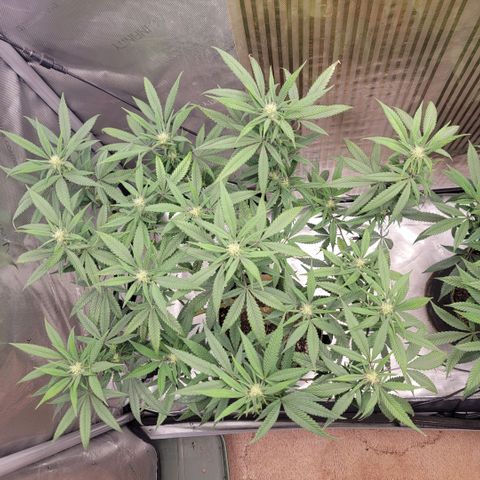 GG4 Sherbet 1 - A growlog timeline photo