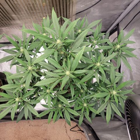 GG4 Sherbet 1 - B growlog timeline photo