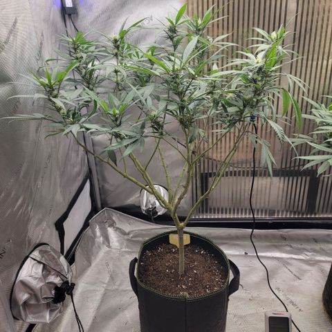 GG4 Sherbet 1 - A growlog timeline photo