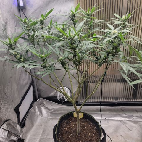 GG4 Sherbet 1 - A growlog timeline photo