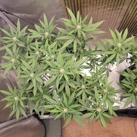 GG4 Sherbet 1 - A growlog timeline photo