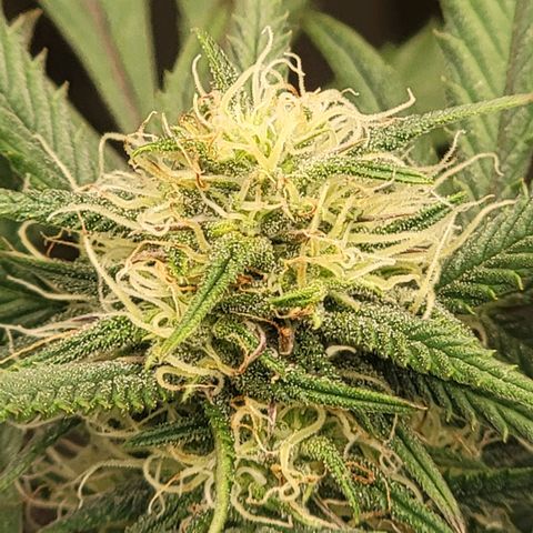 GG4 Sherbet 1 - A growlog timeline photo