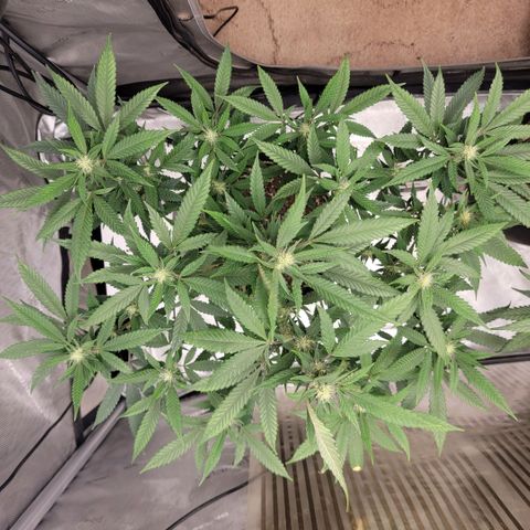 GG4 Sherbet 1 - B growlog timeline photo
