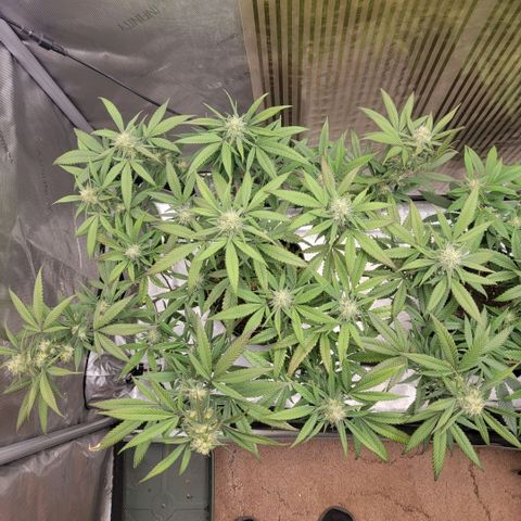 GG4 Sherbet 1 - A growlog timeline photo