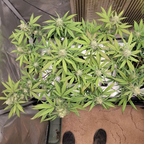 GG4 Sherbet 1 - A growlog timeline photo