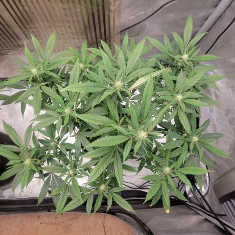 GG4 Sherbet 1 - B growlog timeline photo