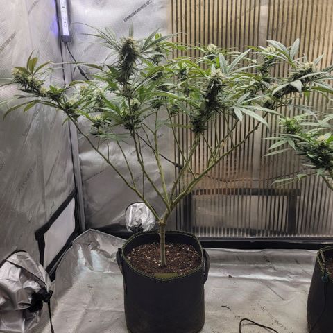 GG4 Sherbet 1 - A growlog timeline photo