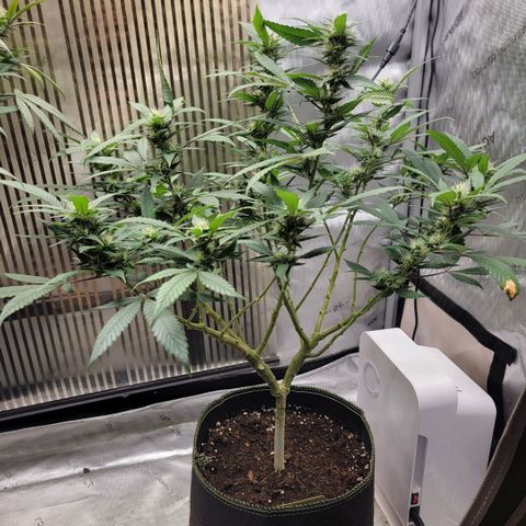 GG4 Sherbet 1 - B growlog timeline photo