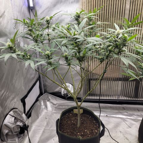 GG4 Sherbet 1 - A growlog timeline photo