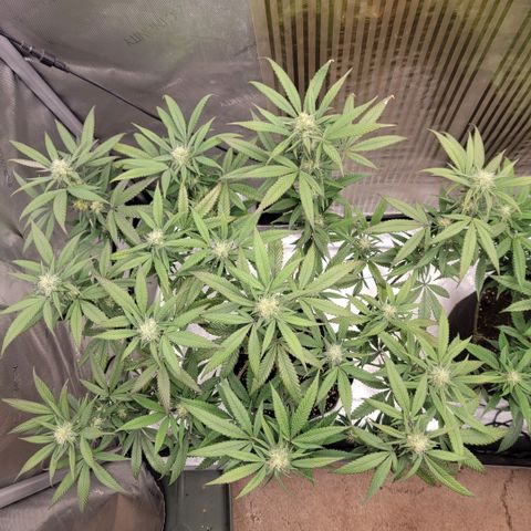 GG4 Sherbet 1 - A growlog timeline photo