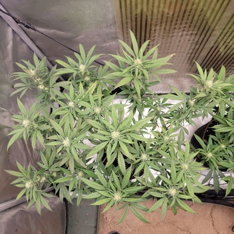 GG4 Sherbet 1 - A growlog timeline photo