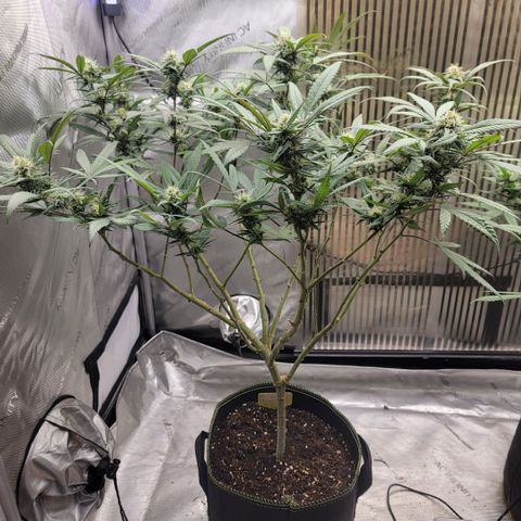 GG4 Sherbet 1 - A growlog timeline photo